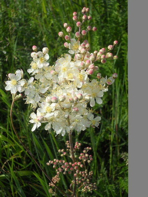 1114Meadowsweet flower.jpg
